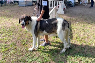 https://chiens-de-france.com/photo/chiens/2026_07/tn200/TN200_202607012026066a455bbee79dc.jpg