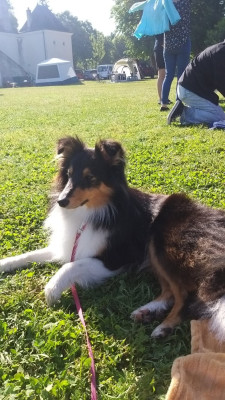 https://chiens-de-france.com/photo/chiens/2026_07/tn200/TN200_202607021148136a4633dd7f274.jpg