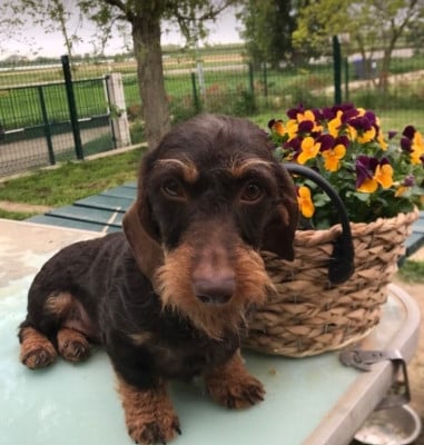https://chiens-de-france.com/photo/chiens/2026_07/tn200/TN200_202607021315286a4648507fe37.jpg
