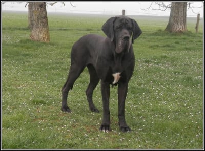 https://chiens-de-france.com/photo/chiens/2026_07/tn200/TN200_202607021518466a4665367b0b8.jpg