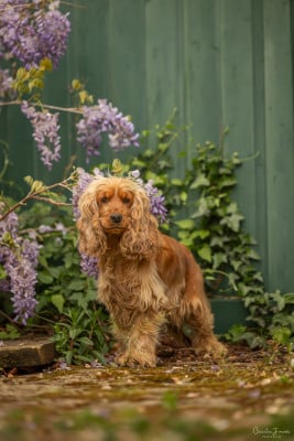 https://chiens-de-france.com/photo/chiens/2026_07/tn200/TN200_202607021602566a466f900bc82.jpg