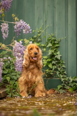 https://chiens-de-france.com/photo/chiens/2026_07/tn200/TN200_202607021606466a467076ce80a.jpg