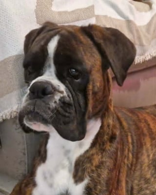 https://chiens-de-france.com/photo/chiens/2026_07/tn200/TN200_202607031120336a477ee1a2128.jpg