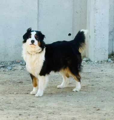 https://chiens-de-france.com/photo/chiens/2026_07/tn200/TN200_202607031412576a47a74970746.jpg