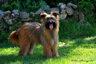 https://chiens-de-france.com/photo/chiens/2026_07/tn200/TN200_202607040016476a4834cf909f4.jpg