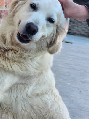 https://chiens-de-france.com/photo/chiens/2026_07/tn200/TN200_202607041912156a493eefa39f6.jpg