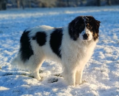 https://chiens-de-france.com/photo/chiens/2026_07/tn200/TN200_202607050907186a4a02a63d332.jpg