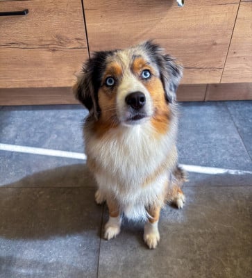 https://chiens-de-france.com/photo/chiens/2026_07/tn200/TN200_202607050938076a4a09dfe4be1.jpg