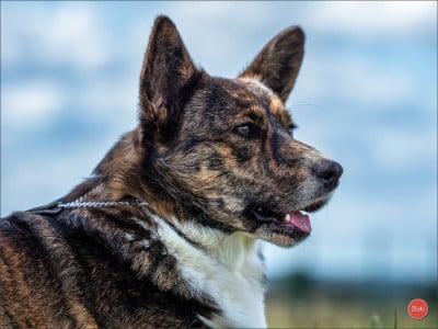 https://chiens-de-france.com/photo/chiens/2026_07/tn200/TN200_202607051554086a4a6200ca5f6.jpg