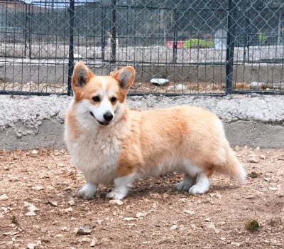https://chiens-de-france.com/photo/chiens/2026_07/tn200/TN200_202607051654046a4a700c93d0d.jpg