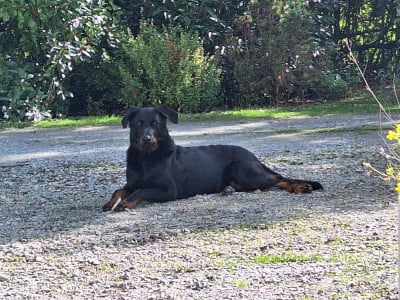 https://chiens-de-france.com/photo/chiens/2026_07/tn200/TN200_202607051955166a4a9a84990ab.jpg