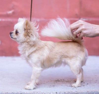 https://chiens-de-france.com/photo/chiens/2026_07/tn200/TN200_202607052025376a4aa1a133f63.jpg