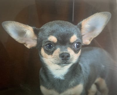 https://chiens-de-france.com/photo/chiens/2026_07/tn200/TN200_202607052139026a4ab2d63f8c9.jpg