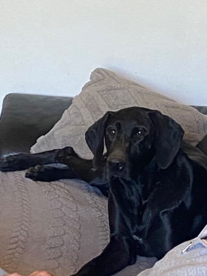 https://chiens-de-france.com/photo/chiens/2026_07/tn200/TN200_202607060023136a4ad951d2542.jpg