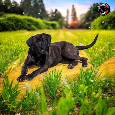 https://chiens-de-france.com/photo/chiens/2026_07/tn200/TN200_202607061030276a4b67a35dd29.png