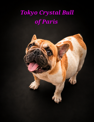 https://chiens-de-france.com/photo/chiens/2026_07/tn200/TN200_202607061438316a4ba1c777b2b.png