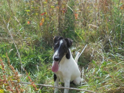 https://chiens-de-france.com/photo/chiens/2026_07/tn200/TN200_202607061446236a4ba39fed5f7.jpg