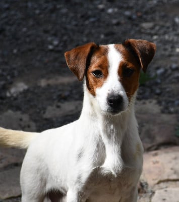https://chiens-de-france.com/photo/chiens/2026_07/tn200/TN200_202607061741156a4bcc9b575df.jpg