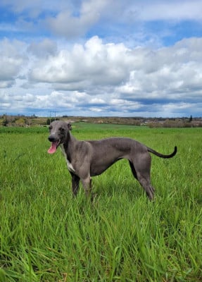 https://chiens-de-france.com/photo/chiens/2026_07/tn200/TN200_202607061808116a4bd2eb46f21.jpg