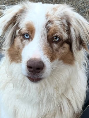 https://chiens-de-france.com/photo/chiens/2026_07/tn200/TN200_202607061854166a4bddb84aa62.jpg