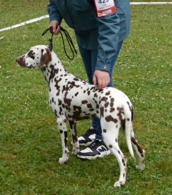 https://chiens-de-france.com/photo/chiens/2026_07/tn200/TN200_202607071043166a4cbc24ef557.jpg