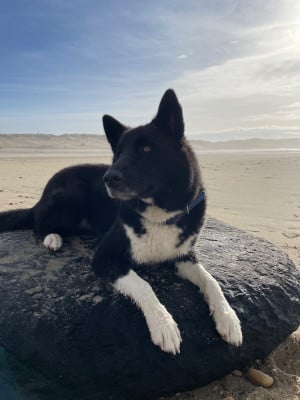 https://chiens-de-france.com/photo/chiens/2026_07/tn200/TN200_202607071148056a4ccb55c9695.jpg