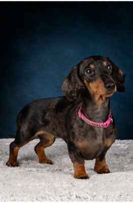 https://chiens-de-france.com/photo/chiens/2026_07/tn200/TN200_202607071311266a4cdede87dd2.jpg