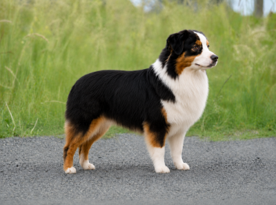 https://chiens-de-france.com/photo/chiens/2026_07/tn200/TN200_202607071500256a4cf86930a85.png