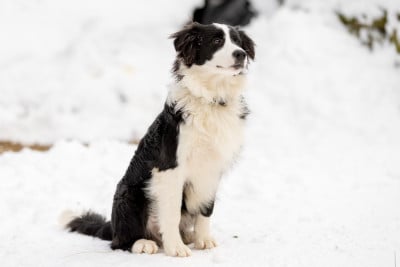 https://chiens-de-france.com/photo/chiens/2026_07/tn200/TN200_202607080848446a4df2cce638b.jpg