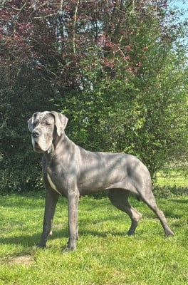 https://chiens-de-france.com/photo/chiens/2026_07/tn200/TN200_202607081059336a4e117534e36.jpg