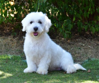 https://chiens-de-france.com/photo/chiens/2026_07/tn200/TN200_202607091236016a4f799125520.jpg