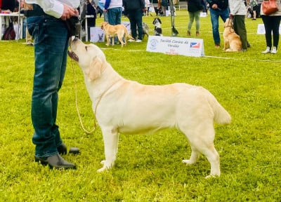 https://chiens-de-france.com/photo/chiens/2026_07/tn200/TN200_202607091321056a4f84215378d.jpg