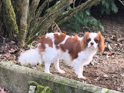 https://chiens-de-france.com/photo/chiens/2026_07/tn200/TN200_202607091940566a4fdd28f29ed.jpg