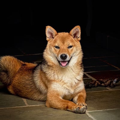 https://chiens-de-france.com/photo/chiens/2026_07/tn200/TN200_202607092227266a50042e65636.jpg