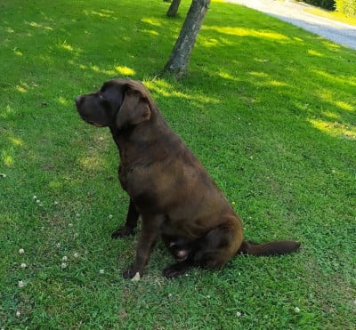https://chiens-de-france.com/photo/chiens/2026_07/tn200/TN200_202607100836196a5092e3acfdd.jpg