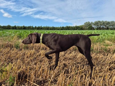 https://chiens-de-france.com/photo/chiens/2026_07/tn200/TN200_202607101059366a50b4788d8bb.jpg