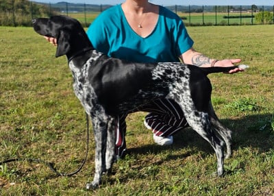 https://chiens-de-france.com/photo/chiens/2026_07/tn200/TN200_202607101105076a50b5c315aae.jpg