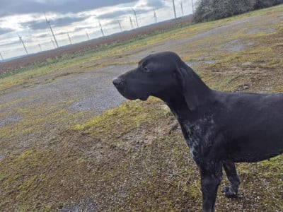 Vianey du Clos de Reve d'Or