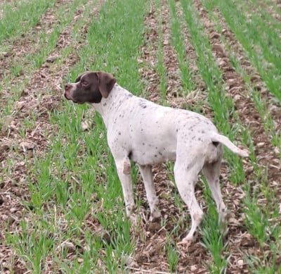 https://chiens-de-france.com/photo/chiens/2026_07/tn200/TN200_202607101703356a5109c74efb6.jpg