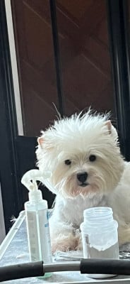 https://chiens-de-france.com/photo/chiens/2026_07/tn200/TN200_202607101956316a51324f11234.jpg