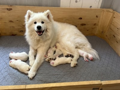 https://chiens-de-france.com/photo/chiens/2026_07/tn200/TN200_202607110457466a51b12aed466.jpg