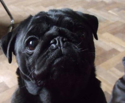https://chiens-de-france.com/photo/chiens/2026_07/tn200/TN200_202607131253116a54c397a0c93.jpg