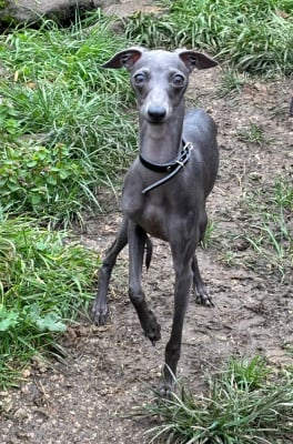 https://chiens-de-france.com/photo/chiens/2026_07/tn200/TN200_202607131443076a54dd5b85b6f.jpg