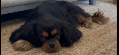 https://chiens-de-france.com/photo/chiens/2026_07/tn200/TN200_202607141618336a5645393e46f.png