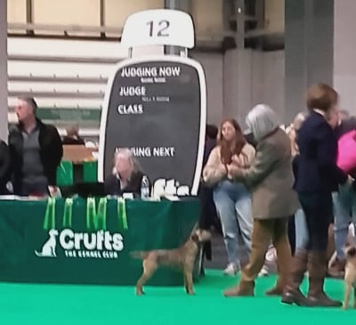 https://chiens-de-france.com/photo/chiens/2026_07/tn200/TN200_202607141632586a56489a74b4f.jpg