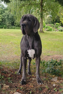 https://chiens-de-france.com/photo/chiens/2026_07/tn200/TN200_202607141640536a564a752f568.png