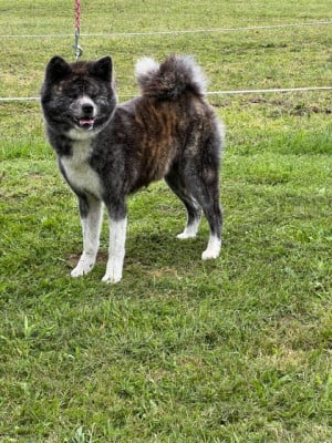 https://chiens-de-france.com/photo/chiens/2026_07/tn200/TN200_202607141848116a56684bc6904.jpg