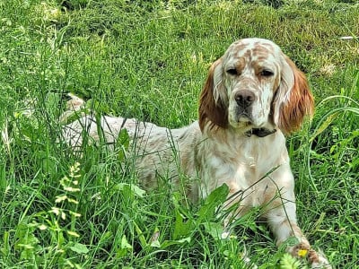 https://chiens-de-france.com/photo/chiens/2026_07/tn200/TN200_202607151227476a5760a362418.jpg