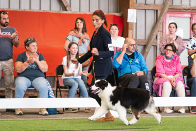https://chiens-de-france.com/photo/chiens/2026_07/tn200/TN200_202607151348346a5773926d210.jpg