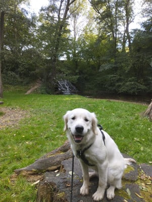 https://chiens-de-france.com/photo/chiens/2026_07/tn200/TN200_202607151532076a578bd7365db.jpg